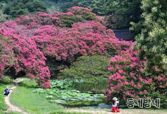 명옥헌원림