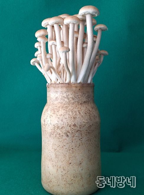 버들송이 신품종 ‘아삭송’ 품종