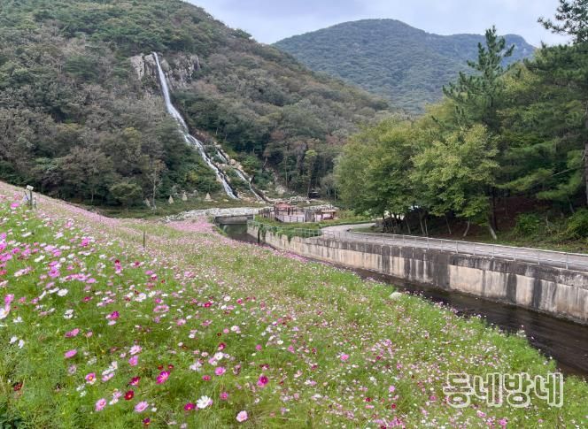 단풍과 코스모스가 어우러진 선운산, 가을 힐링 명소 인기