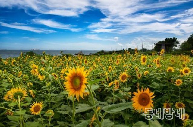 금상_슬도해바라기(권익태)