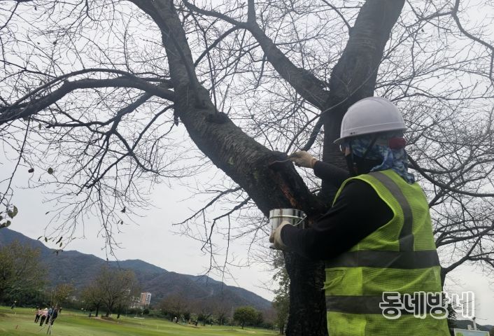 밀양파크골프장에서 수목 외과수술을 진행하고 있는 모습