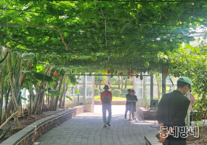 함평군 아열대농업관, 이색 체험으로 인기몰이!