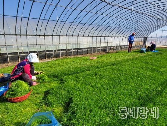 해남군“바다향 품은 간척지의 명품채소”세발나물 출하