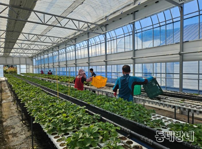 딸기묘 2만 5천 주 긴급 공급