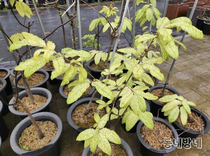 신안 천사 굴참나무(묘목)