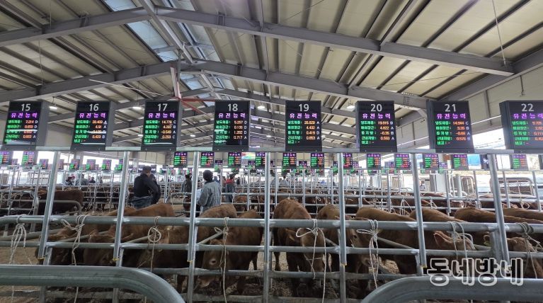 음성축협, 스마트 가축시장 플랫폼 구축 완료