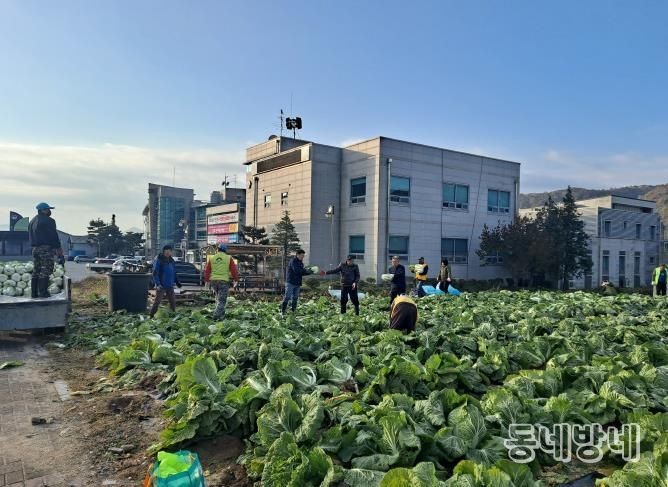양평군 양동면 지역사회보장협의체, 기관·단체와 함께 동절기 배추·무 수확