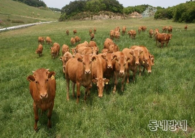량 암소 분양으로 농가 수익 구조 개선 및 품질 향상 유도