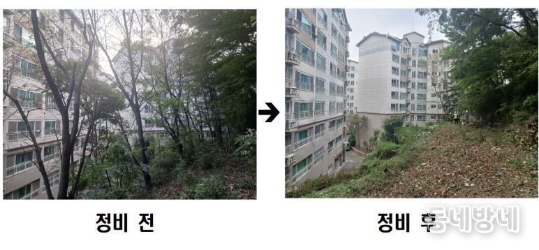 동작구 사당유니드아파트 ‘위험 수목 정비’ 전후 사진