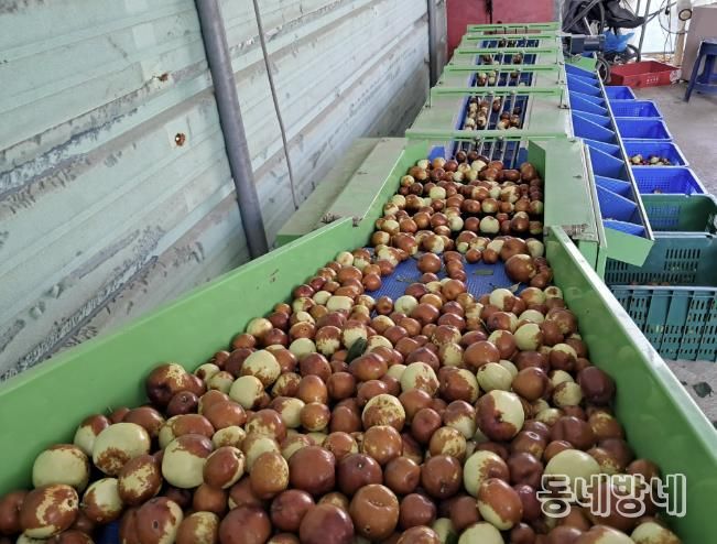 포천시, 대추 재배기술교육 실시…재배 안정성 및 농가 소득 향상 기대