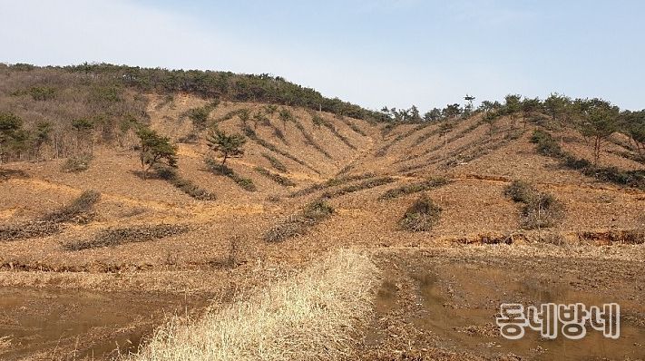 조림지 사진