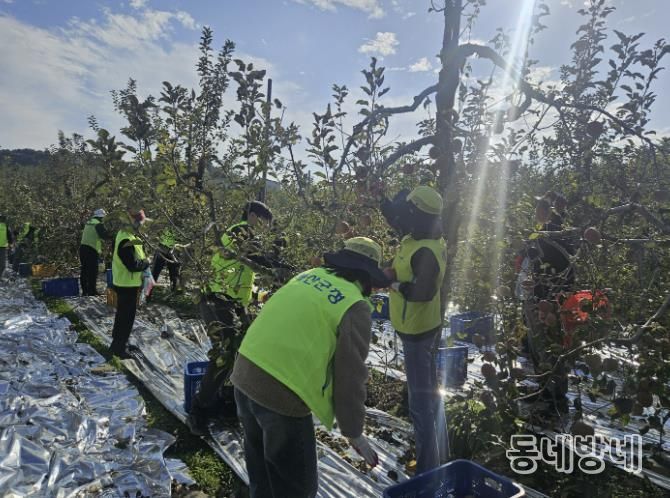 건축과 직원 사과 따기 작업 모습