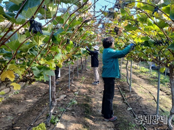 영동군 추풍령면·국악문화예술과·재난안전과, 고령 농가 일손 돕기