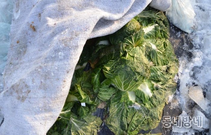 수확 중인 김장용 무·배추 한파 대비해야
