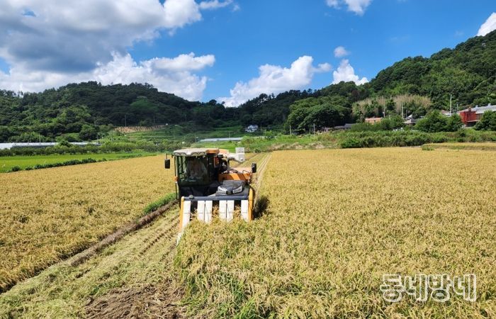 벼 수확 사진