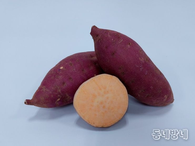 신품종 ‘호풍미’ 씨고구마 1.5톤 무상 보급