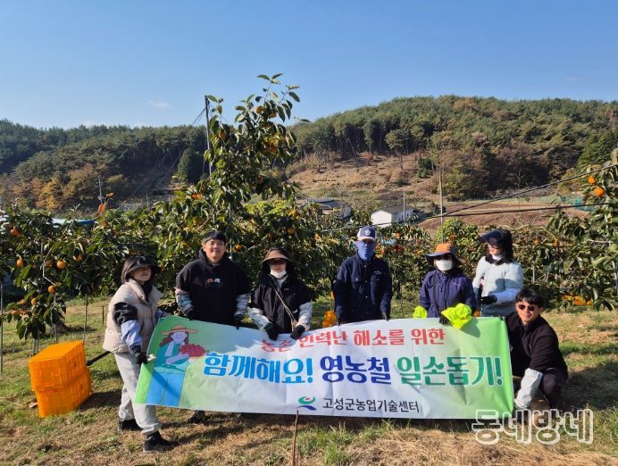 고성군, 단감 수확철 맞아 농촌일손돕기