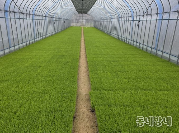 벼 농사의 첫걸음, 내년도 벼 보급종 신청하세요