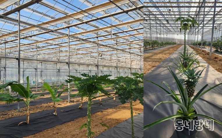 아열대작물(왼쪽 바나나, 파파야 / 오른쪽 파인애플)