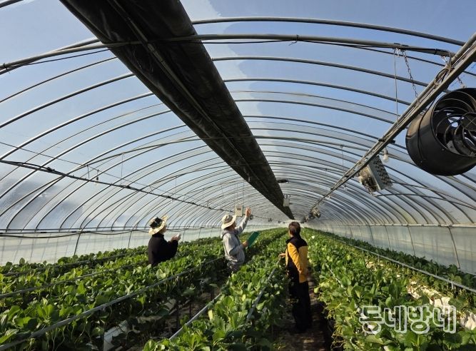 화순군 겨울철 명품과일 딸기 본격 출하