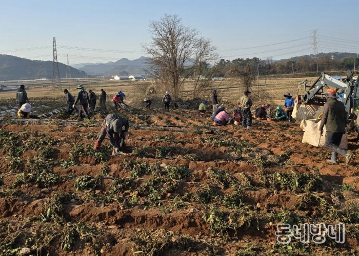 홍농청보리영농조합