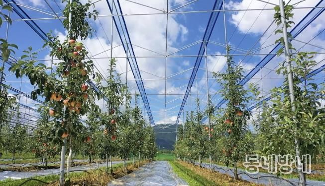 보은군, 스마트 과수원 특화단지 조성 공모사업 선정...충북 최초 스마트 과수원 특화단지 조성