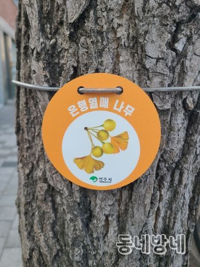 은행나무 관리를 위한 ‘열매 표찰’ 설치 모습