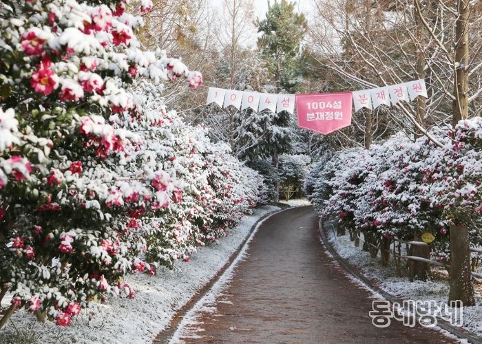 1004섬 분재정원 애기동백꽃