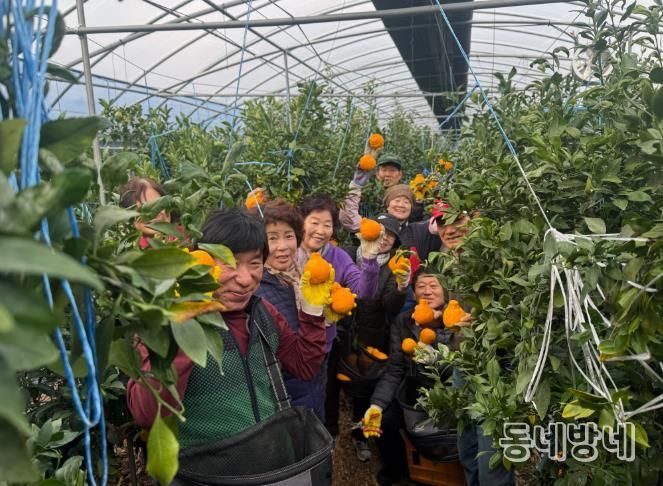 고령군 도민행복대학2기 동창회, 농가 일손돕기 봉사활동 펼쳐
