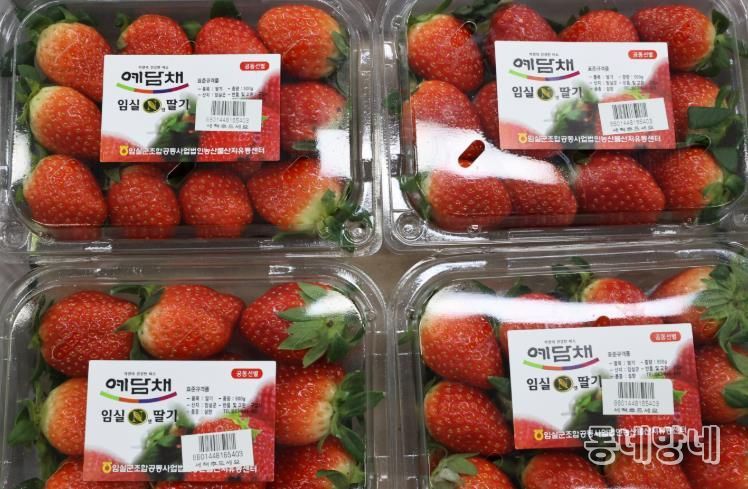 ‘당도 폭발, 지금 제철’임실N딸기, 전국 유통 본격 돌입