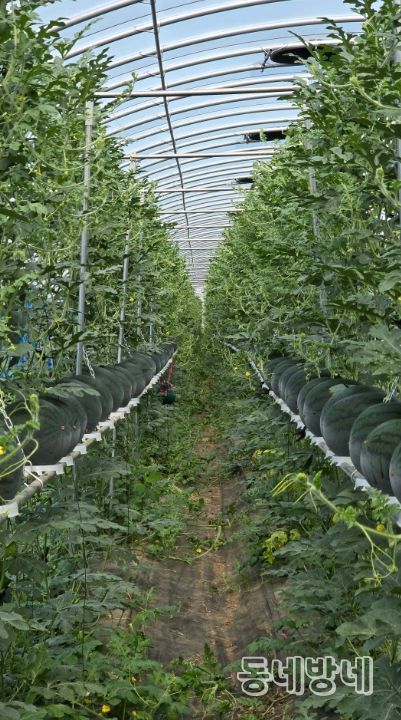 구례군, 수박 수직재배 시범사업으