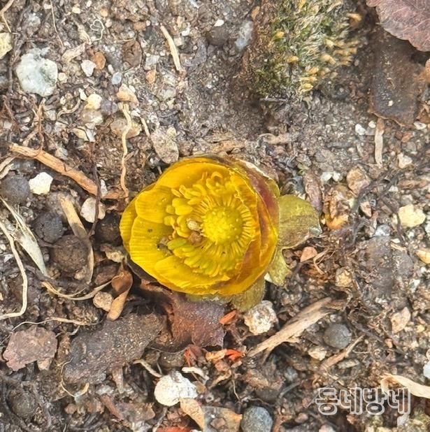 자연이 선택한 봄 1호, 순천만국가정원 ‘복수초’ 활짝