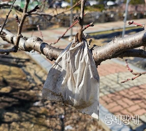 월동가지에 매달린 빈봉지사진
