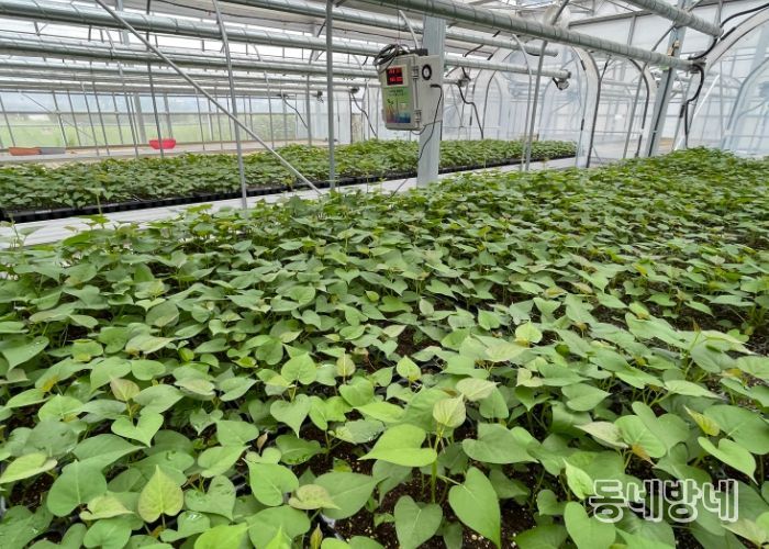 완주군, 고구마 조직배양 무병묘 분양 접수