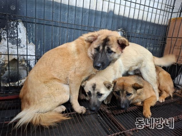 ‘시민 안전 최우선’ 전주시 들개 3마리 긴급 포획