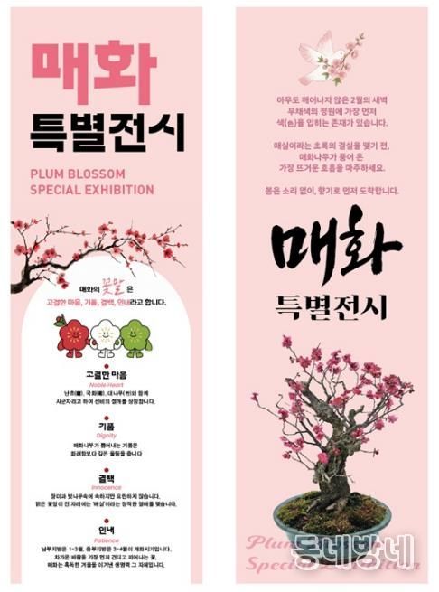 매화나무 분재 특별전시 배너