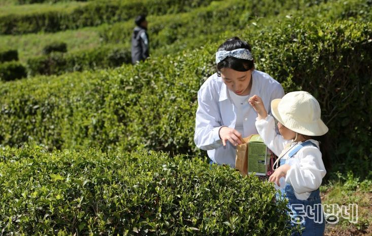 보성군, 제49회 보성다향대축제 5월 1~5일 개최_다향대축제에서 찻잎따기 체험을 하고 있다