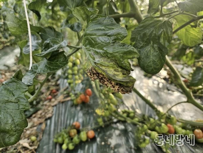 결로로 인한 토마토 곰팡이병(진균류) 감염 모습