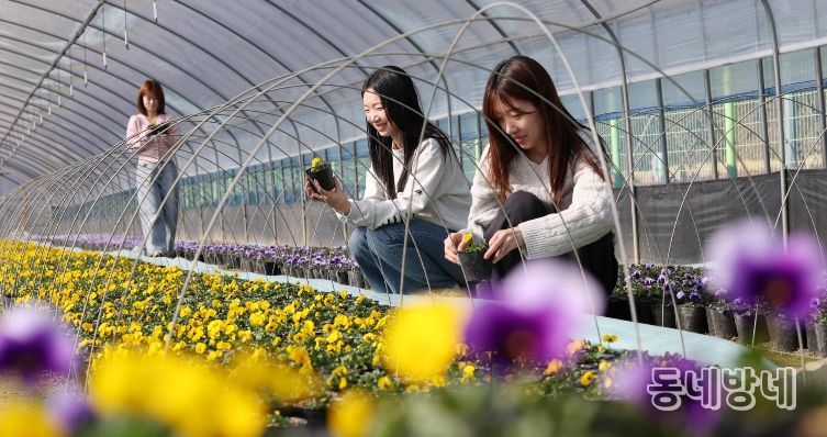 삼괴동 양묘장에서 봄꽃 재배 작업이 진행되고 있는 모습