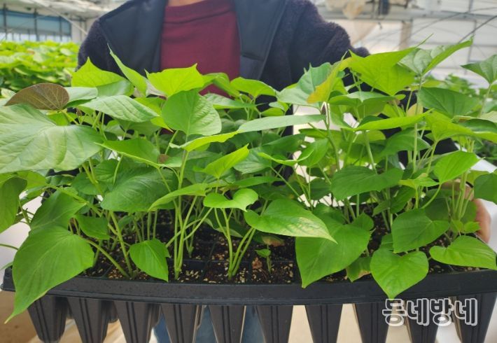 고창군, 고구마 조직배양묘 2만주 공급