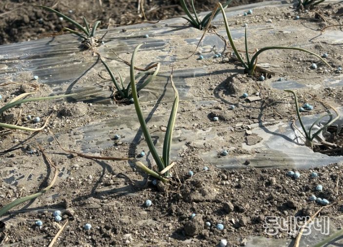 .양파생육재생기