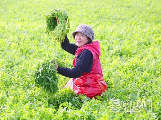 함양군 봄의 전령사 ‘미나리’ 수확