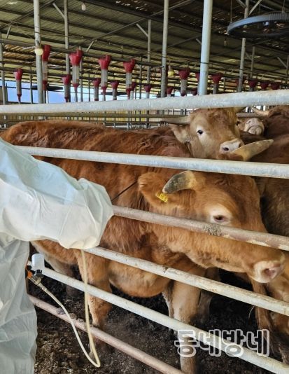 구제역백신 일제접종