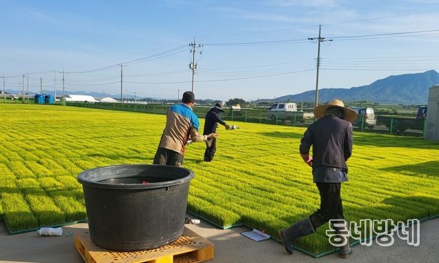 벼 재배 농가들이 벼 생육 초기 병해충 예방과 비래해충 확산 억제를 위해 육묘장 모판에 육묘 상자 처리제를 뿌리고 있다.