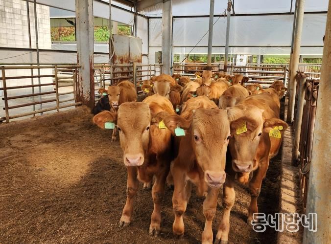 경기 한우 명품화