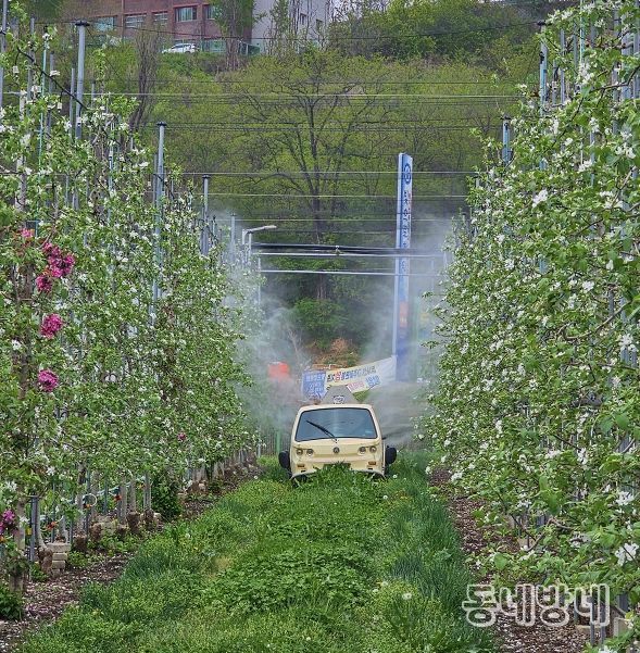 안동시, 과수화상병 ‘개화기 적기 방제’ 총력